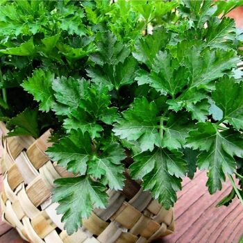 Italian Parsley