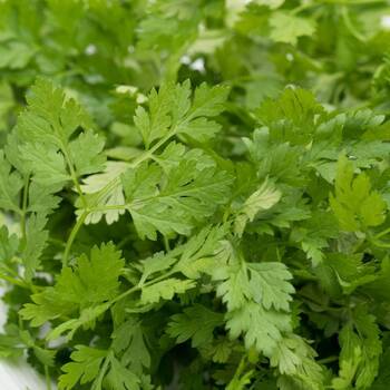 Chervil