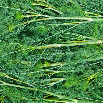 Dill- Mammoth