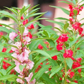 Impatiens- Camellia Flowered Mix (Balsam)