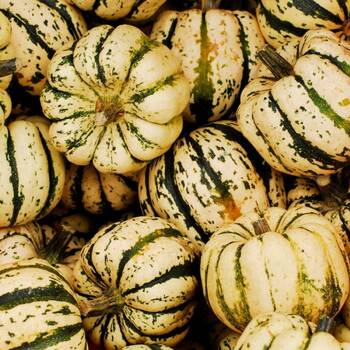 Winter Squash- Sweet Dumpling