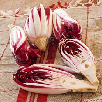 Chicory- Treviso Red