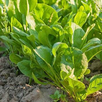 Sorrel