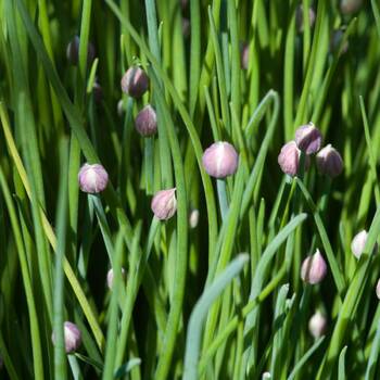 Chives