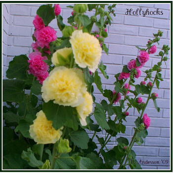 Hollyhock- Chaters Double Mix