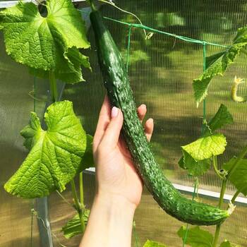 Cucumber- Chinese Snake