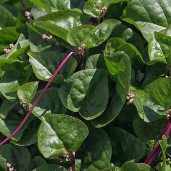 Malabar Spinach- Red