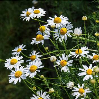 German Chamomile