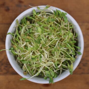 Sprouting Seeds- Fenugreek