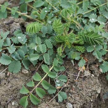 Salad Burnet