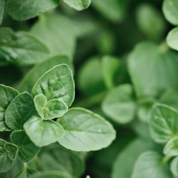 Oregano- Greek