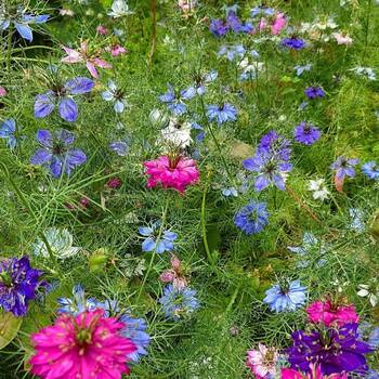 Nigella- Persian Jewels Mix