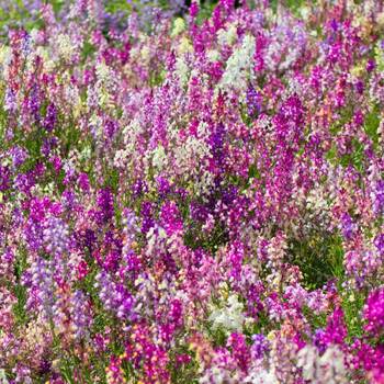 Linaria- Fairy Bouquet Mixed