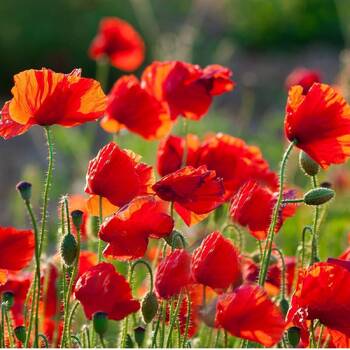 Poppy- Flanders