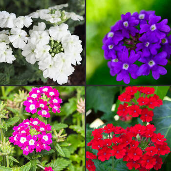 Verbena- Florist Mixed