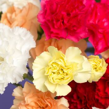 Carnation- Chabaud Superb Finest Mix