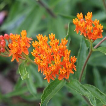 Butterfly Weed