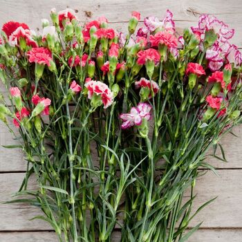 Gift 100 RAINBOW CARNATION Mix Mixed Colors Dianthus Caryophyllus Flower Seeds 