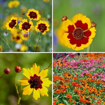 Coreopsis- Dwarf Radiata Mix