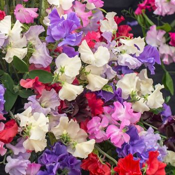 Sweetpea- Little Sweetheart Mix