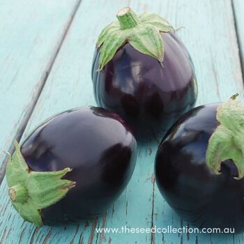 Eggplant- Aswad