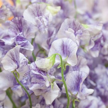 Sweetpea- Streamers Blue