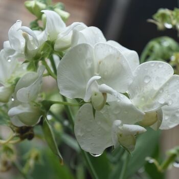 Sweetpea- Solstice White