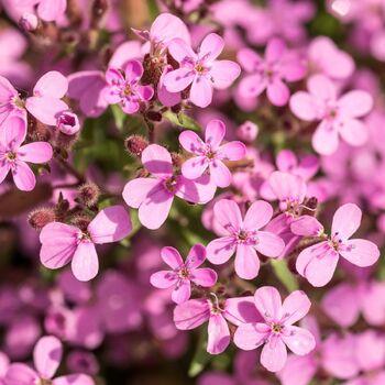 Soapwort - Tumbling Ted