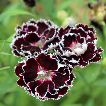 Dianthus- Black and White