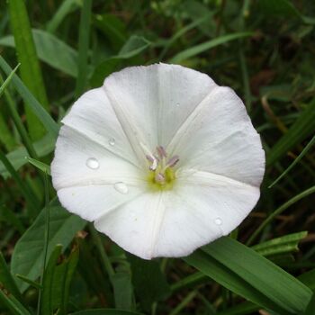 Moonflower