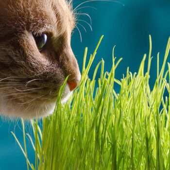 Cat Grass