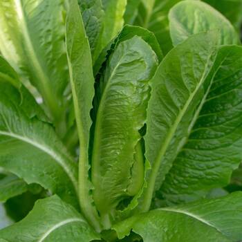 Lettuce- Cos Verdi