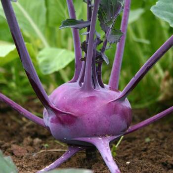 Kohlrabi- Purple Vienna