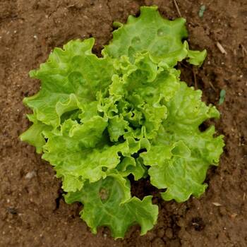 Lettuce- Salad Bowl Green