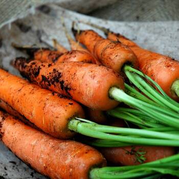 Carrot- Nantes