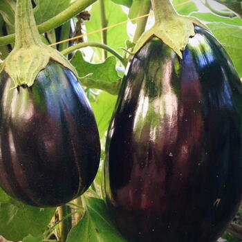 Eggplant- Black Beauty