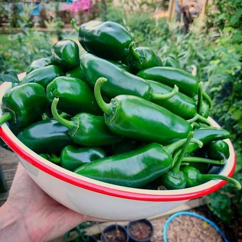 Chilli- Jalapeno