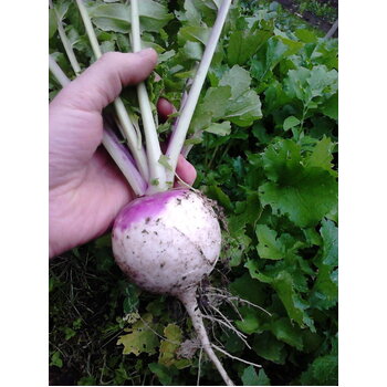 Turnip- Purple Top White Globe