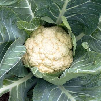 Cauliflower- Snowball