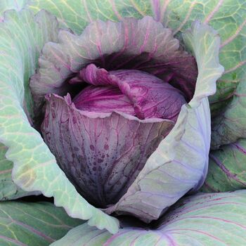 Cabbage- Red Acre