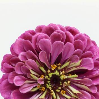 Zinnia- Dream Rosy Lavender