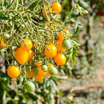 Tomato- Gold Nugget