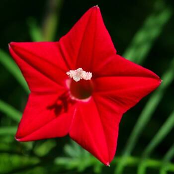 Cardinal Creeper 