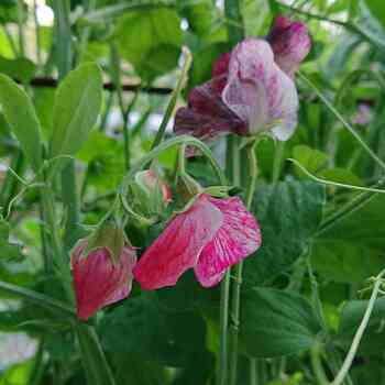 Sweetpea- Spencer Mix Stripes