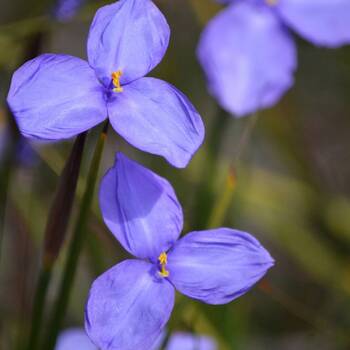 Purple Flag