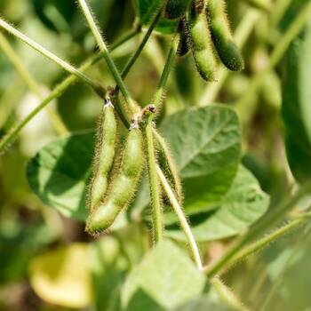 Soybean