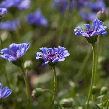 Heavenly Blue Daisy