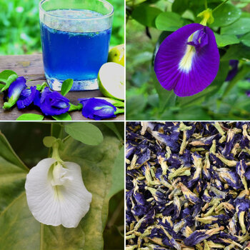 Blue Butterfly Pea