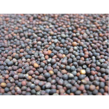 Kale- Pink Sprouting