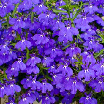 Lobelia- Emperor William